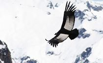 Arequipa y el Vuelo del Condor